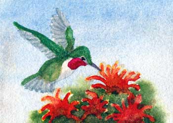 "Hummingbird" by Rebecca Herb, Madison WI - Watercolor - SOLD